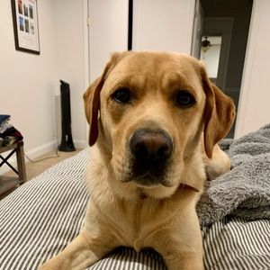 Meet your Posher, Ian